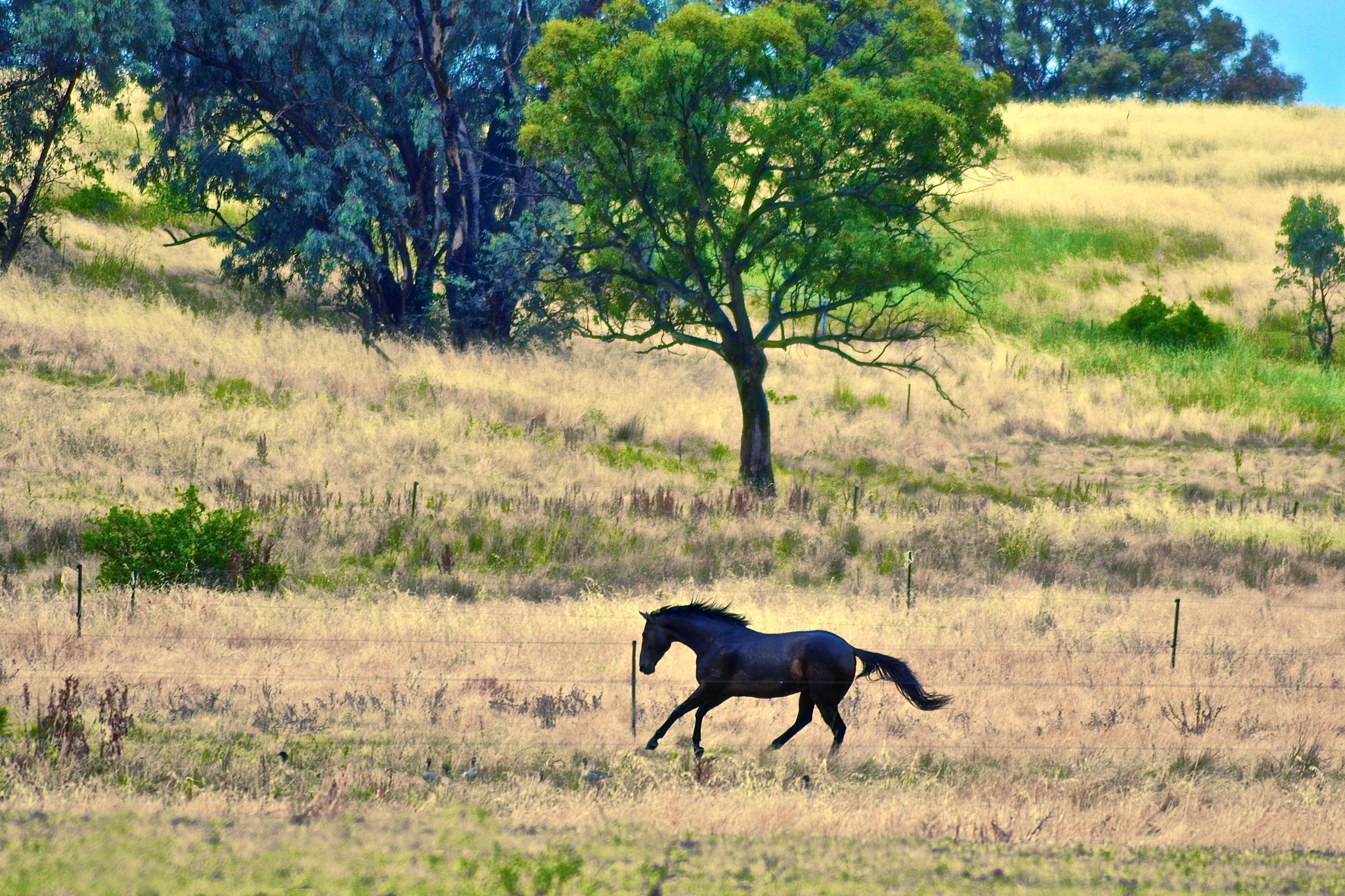 Canberra Equestrian Centre